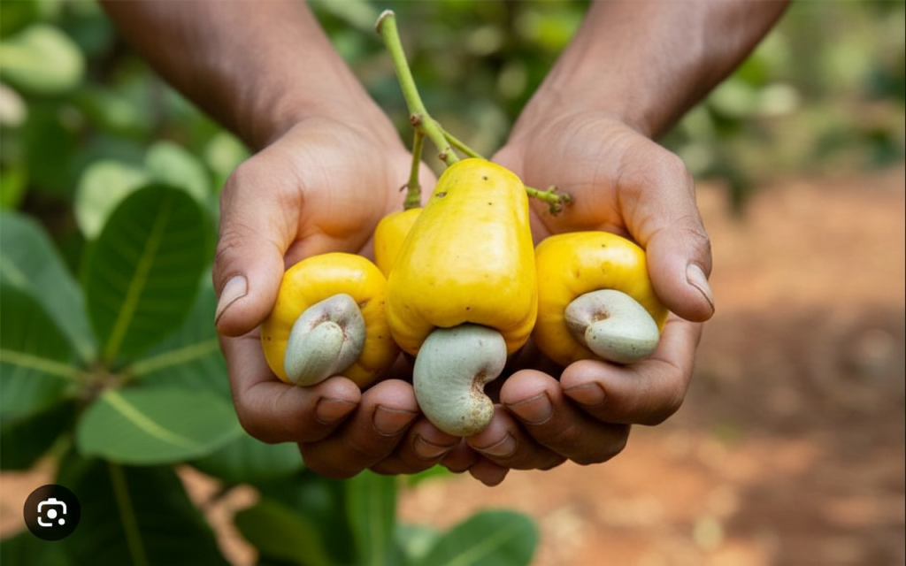 Don’t Waste Your Money! How to Choose Export-Quality Cashew Nuts vs. Regular Ones